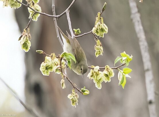 Warbler, Tennessee