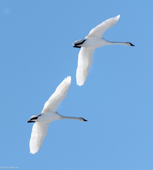 Swan, Trumpeter