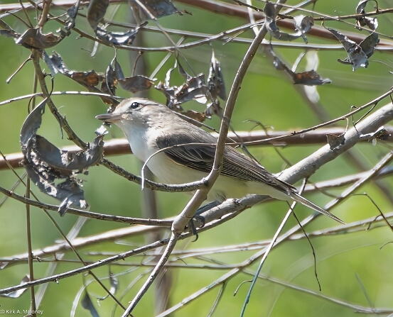 Vireo, Warbling