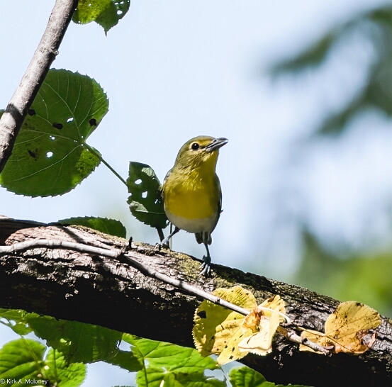 Vireo, Yellow-throated
