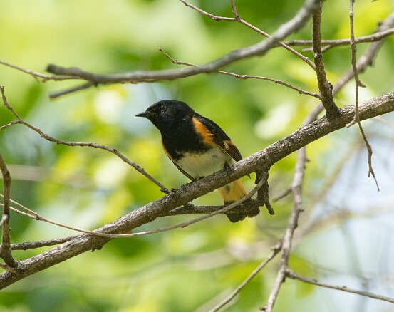 Redstart, American