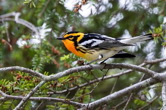 Warbler, Blackburnian