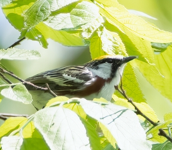 Warbler, Chestnut-sided