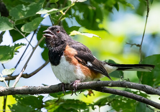 Towhee. Eastern