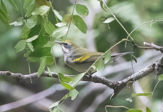 Warbler, Golden-winged