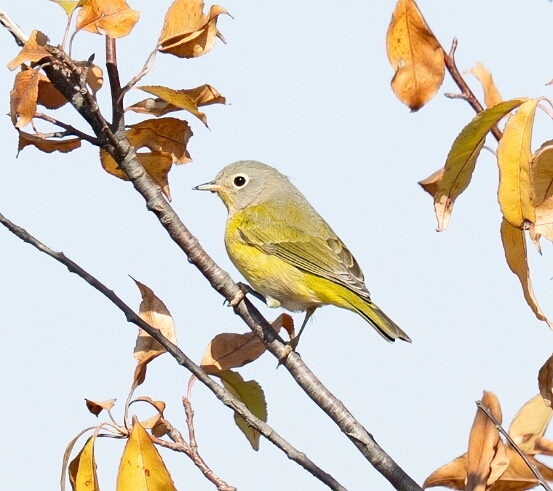Warbler, Nashville