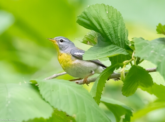 Parula, Northern