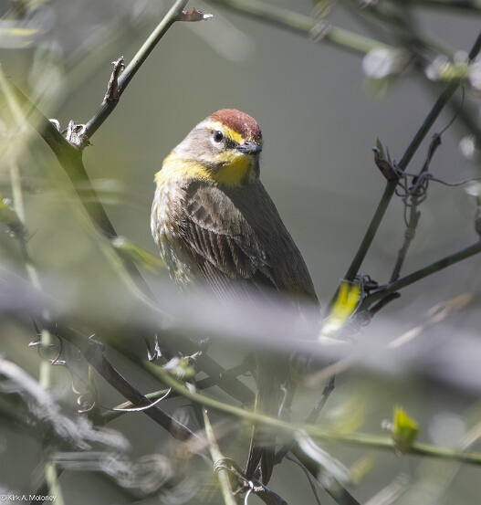 Warbler, Palm