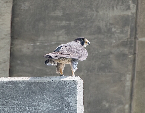 Falcon, Peregrine