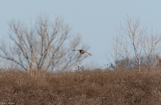 Pheasant. Ring-necked