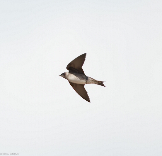 Swallow, Bank