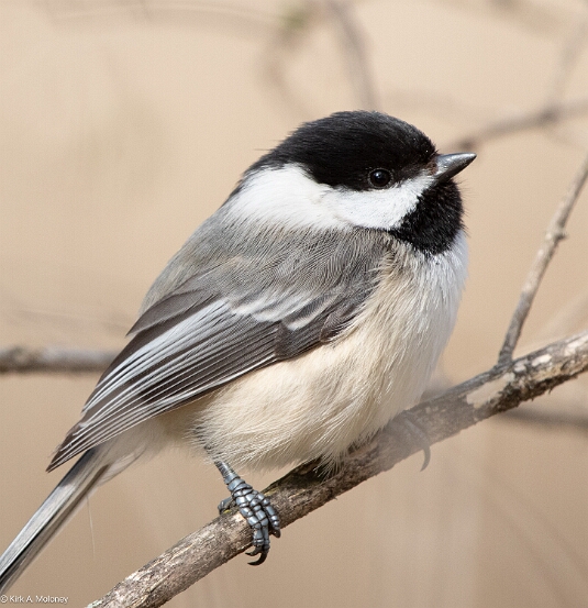 Chickadee, Black-capped