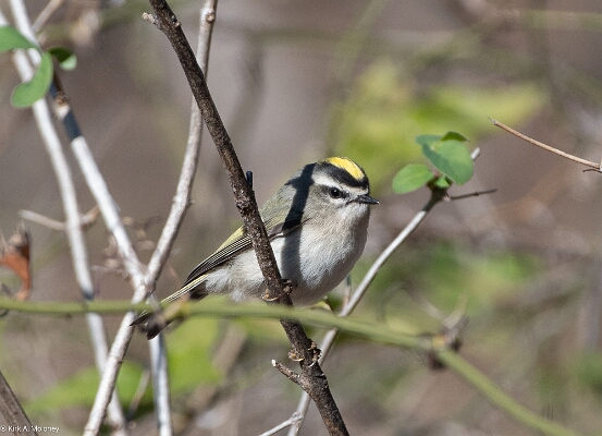 Kinglet, Golden-crowned