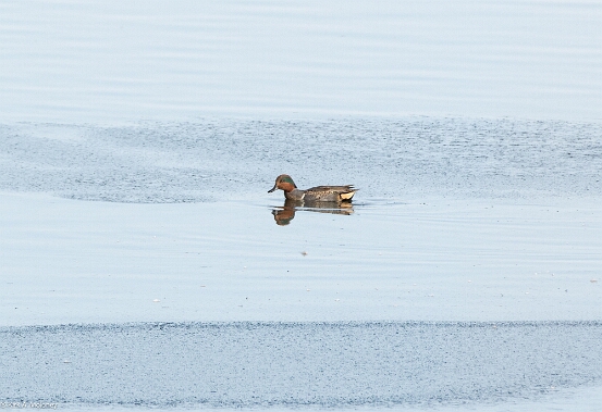 Teal, Green-winged