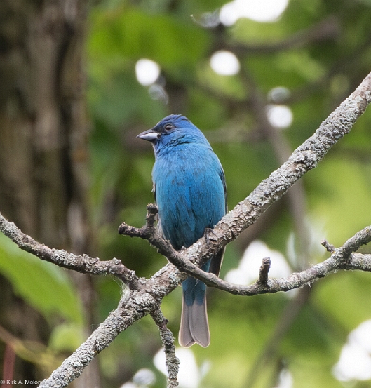 Bunting, Indigo