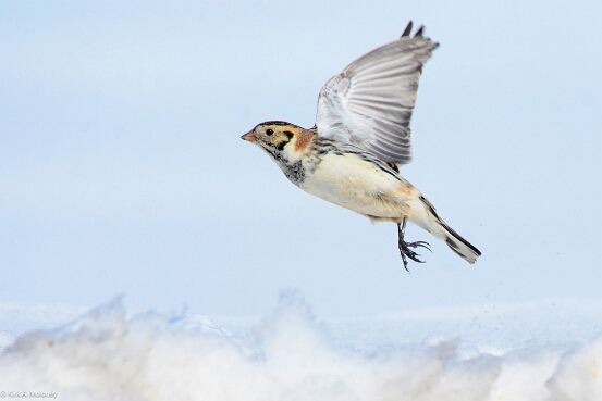 Longspur, Lapland