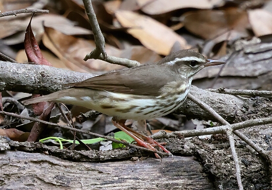Waterthrush, Louisiana