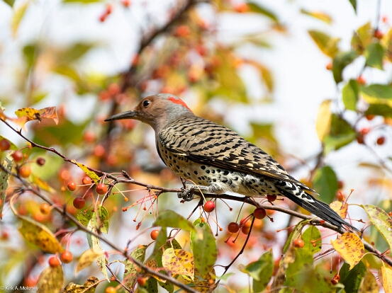 Flicker, Northern
