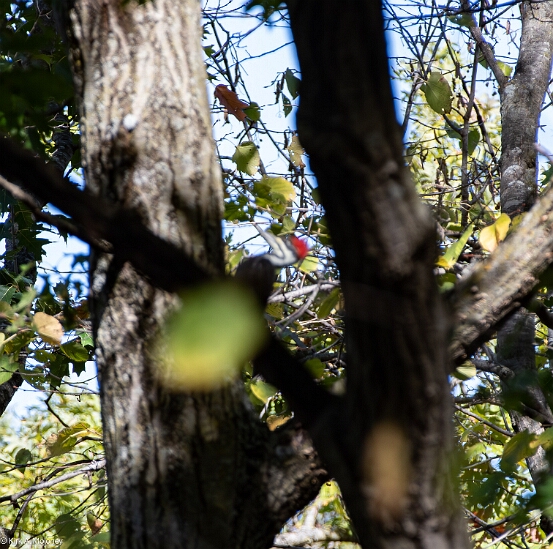 Woodpecker, Pileated