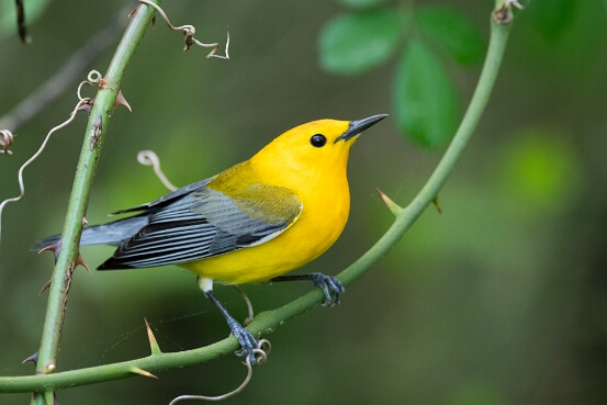 Warbler, Prothonotary