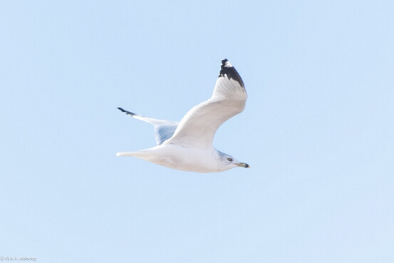 Gull, Ring-billed