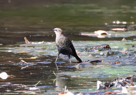 Blackbird, Rusty