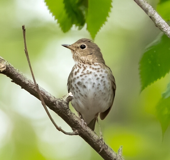 Thrush, Swainson's