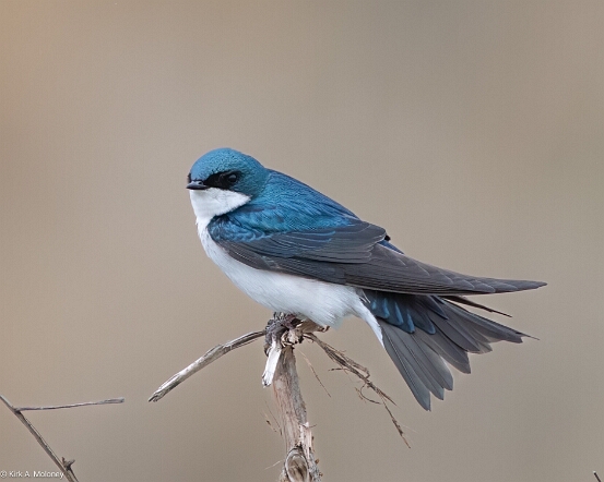 Swallow, Tree