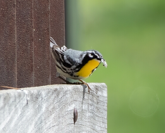 Warbler, Yellow-throated