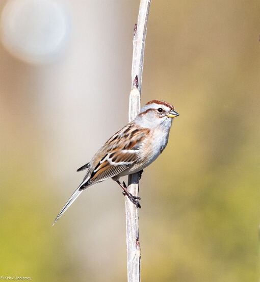Sparrow, American Tree