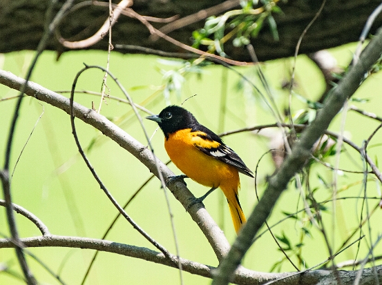 Oriole, Baltimore