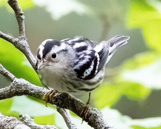 Warbler, Black-and-white