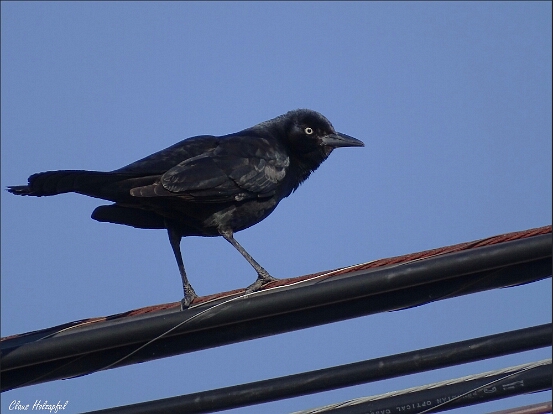 Grackle, Boat-tailed