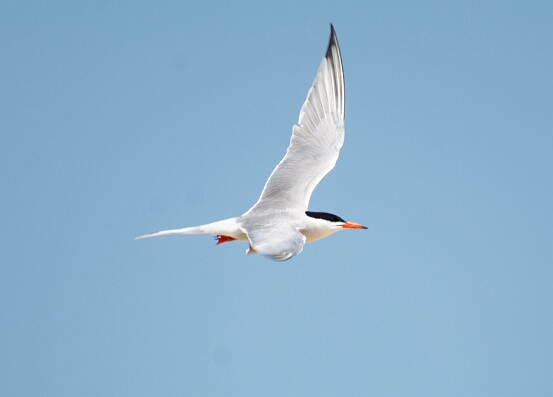 Tern, Common