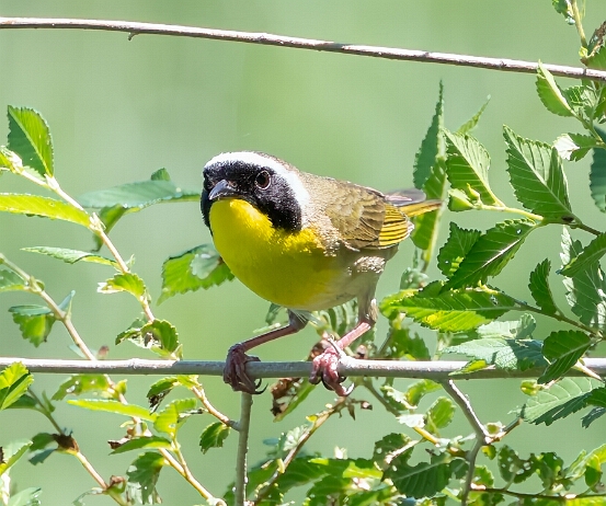 Yellowthroat, Common
