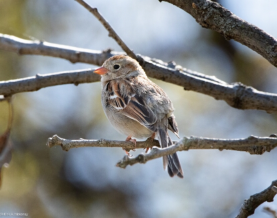 Sparrow, Field