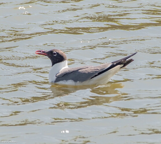 Gull, Laughing