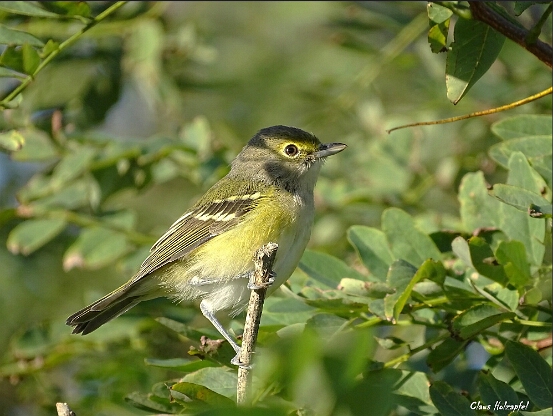 Vireo, White-eyed
