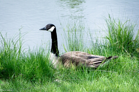 Goose, Canada