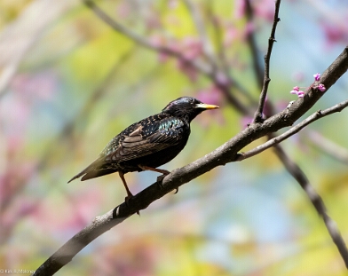 Starling, European
