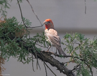 Finch, House