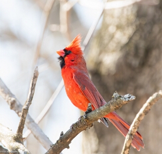 Cardinal, Northern