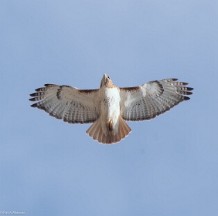 Hawk, Red-tailed