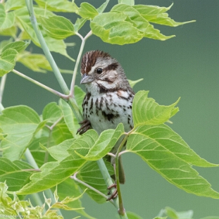 Sparrow, Song