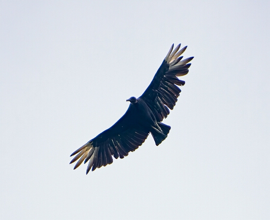 Vulture, Black