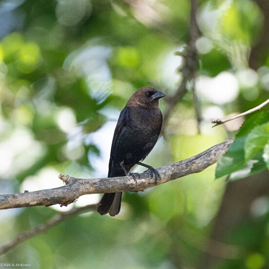 Cowbird, Brown-headed