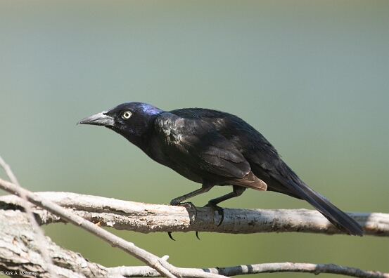 Grackle, Common