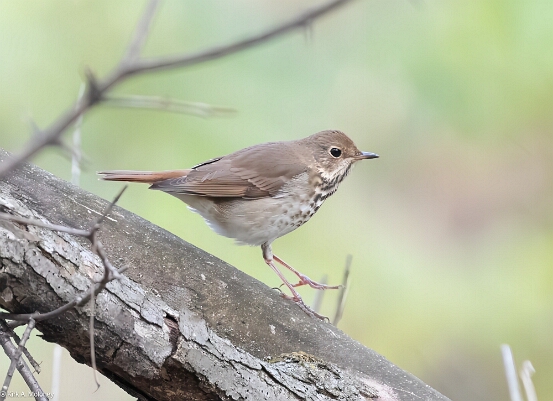 Thrush, Hermit