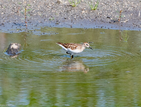 Sandpiper, Least