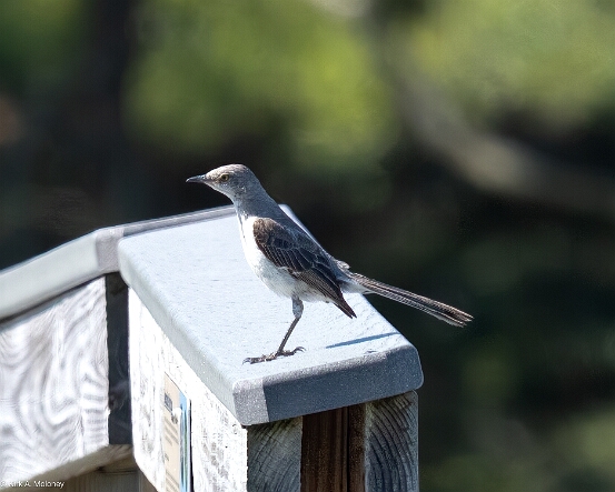 Mockingbird, Northern